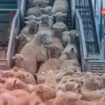 قیمت دام