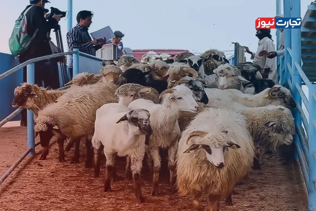 قیمت دام زنده امروز ۱۶ مرداد ۱۴۰۴ + جدول