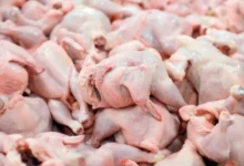 قیمت مرغ