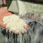 نرخ تبدیل شلتوک به برنج سفید در گیلان اعلام شد+ جزئیات