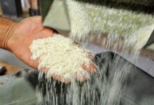نرخ تبدیل شلتوک به برنج سفید در گیلان اعلام شد+ جزئیات