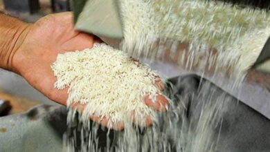 نرخ تبدیل شلتوک به برنج سفید در گیلان اعلام شد+ جزئیات