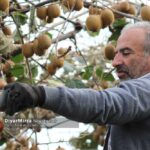 آغاز صادرات کیوی از ۷ مهر | پیش بینی تولید ۲۲۰ هزار تنی کیوی در گیلان