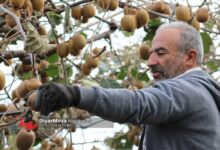 آغاز صادرات کیوی از ۷ مهر | پیش بینی تولید ۲۲۰ هزار تنی کیوی در گیلان
