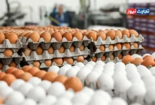 ابهام در قیمت‌گذاری تخم‌مرغ / آیا قیمت‌گذاری دستوری تخم‌مرغ به زیان مصرف‌کنندگان تمام می‌شود؟