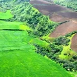 اراضی کشاورزی نکاشت؛ زمینه ساز سودجویی زمین خواران است
