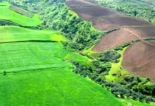 اراضی کشاورزی نکاشت؛ زمینه ساز سودجویی زمین خواران است