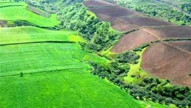 اراضی کشاورزی نکاشت؛ زمینه ساز سودجویی زمین خواران است