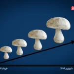 افزایش ۱۰۶ درصدی قیمت قارچ در ۳ ماه اخیر / چه عواملی در افزایش قیمت قارچ نقش داشتند؟