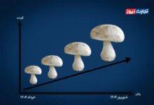 افزایش ۱۰۶ درصدی قیمت قارچ در ۳ ماه اخیر / چه عواملی در افزایش قیمت قارچ نقش داشتند؟
