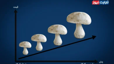 افزایش ۱۰۶ درصدی قیمت قارچ در ۳ ماه اخیر / چه عواملی در افزایش قیمت قارچ نقش داشتند؟