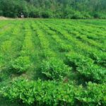 بادام کاران نیازمند استفاده از بذرهای اصلاح شده برای افزایش عملکرد هستند