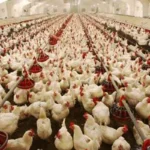 قیمت مرغ