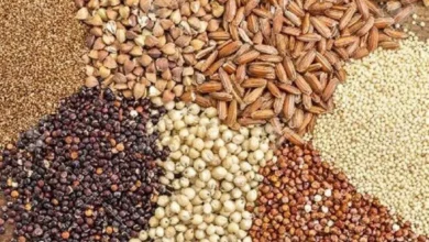 تامین ذخایر راهبردی نهاده‌های دامی بیش از تکلیف قانونی