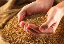 قیمت گندم