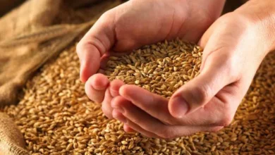قیمت گندم