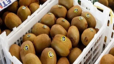 زمان آغاز صادرات کیوی مشخص شد