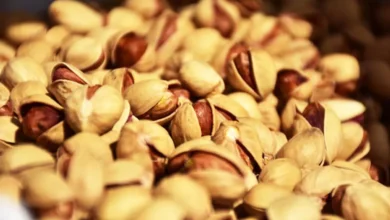 سال گذشته ۱.۷ میلیارد دلار پسته از کشور صادر شد