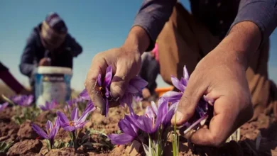 زعفران ایرانی