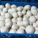 افزایش ۲ برابری قیمت قارچ از مزرعه تا بازار