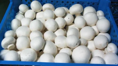 افزایش ۲ برابری قیمت قارچ از مزرعه تا بازار