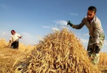قیمت خرید تضمینی گندم نباید زیر ۳۰ هزار تومان باشد