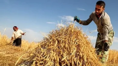 قیمت خرید تضمینی گندم نباید زیر ۳۰ هزار تومان باشد