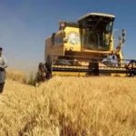 قیمت خرید تضمینی گندم نباید کمتر از ۳۰ هزار تومان باشد