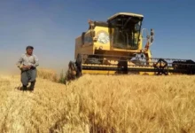 قیمت خرید تضمینی گندم نباید کمتر از ۳۰ هزار تومان باشد