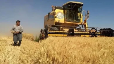 قیمت خرید تضمینی گندم نباید کمتر از ۳۰ هزار تومان باشد