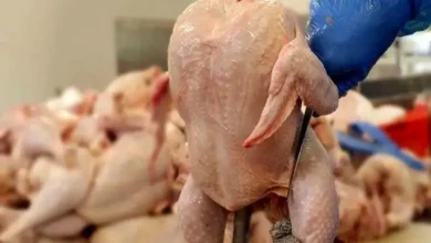 قیمت مرغ