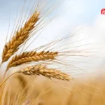 قیمت پیشنهادی خرید تضمینی گندم ۲۹ هزار و ۵۰۰ تومان / میزان‌ خرید تضمینی گندم به ۷ میلیون و ۷۰۰ هزار تن رسید