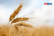 قیمت پیشنهادی خرید تضمینی گندم ۲۹ هزار و ۵۰۰ تومان / میزان‌ خرید تضمینی گندم به ۷ میلیون و ۷۰۰ هزار تن رسید