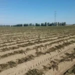مازندران روی مرز خشکسالی/ کاهش ۵۳ درصدی بارش‌های مردادی