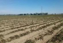 مازندران روی مرز خشکسالی/ کاهش ۵۳ درصدی بارش‌های مردادی