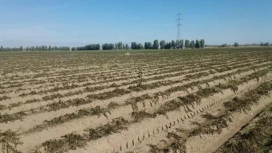 مازندران روی مرز خشکسالی/ کاهش ۵۳ درصدی بارش‌های مردادی