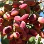 مشکل اصلی پسته کاران چیست؟