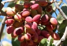 مشکل اصلی پسته کاران چیست؟