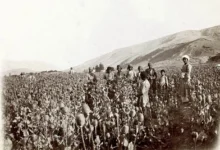 ممنوعیت کشت خشخاش توسط طالبان، صنعت داروی ایران را با کمبود ماده اولیه مواجه کرد