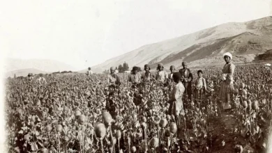 ممنوعیت کشت خشخاش توسط طالبان، صنعت داروی ایران را با کمبود ماده اولیه مواجه کرد