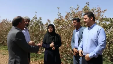 ۲۴۰ هزار تن پسته برای فروش روانه بازار می‌شود
