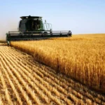اعلام سیاست‌های جدید دولت در قیمت‌گذاری گندم تا هفته آینده