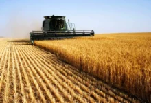 اعلام سیاست‌های جدید دولت در قیمت‌گذاری گندم تا هفته آینده