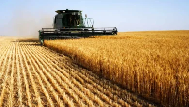 اعلام سیاست‌های جدید دولت در قیمت‌گذاری گندم تا هفته آینده