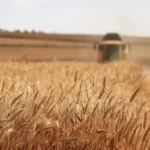 اعلام قیمت خرید تضمینی گندم برای سال زراعی ۱۴۰۴-۱۴۰۵