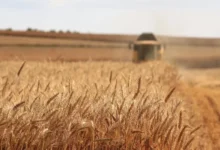اعلام قیمت خرید تضمینی گندم برای سال زراعی ۱۴۰۴-۱۴۰۵