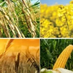 دولت بدنبال روش‌های جایگزین خرید تضمینی گندم