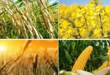 دولت بدنبال روش‌های جایگزین خرید تضمینی گندم