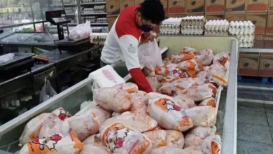 مرغ منجمد در راستای تنطیم بازار این محصول به بازار عرضه شد