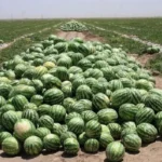 ممنوعیت‌ ناگهانی واردات 45 محصول کشاورزی به عراق و اقلیم 